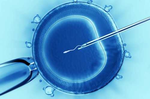 卵泡成熟不排多久会萎缩