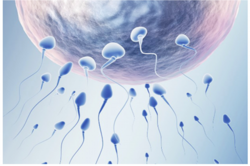 鑫泰福康助孕靠谱吗|珠海第三代试管婴儿成功率高吗？