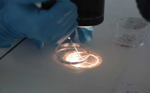 四川试管代生产子,四川雅安试管婴儿哪家最好