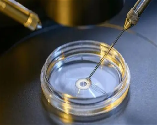 试管三天鲜胚有多大