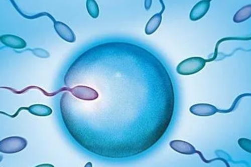 成都代生上门洽谈,【成都供卵试管多少钱】7+6 保胎正能量 胎心胎芽都有了