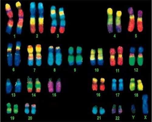 成都哪家供卵快,成都供卵试管婴儿私立医院有哪些