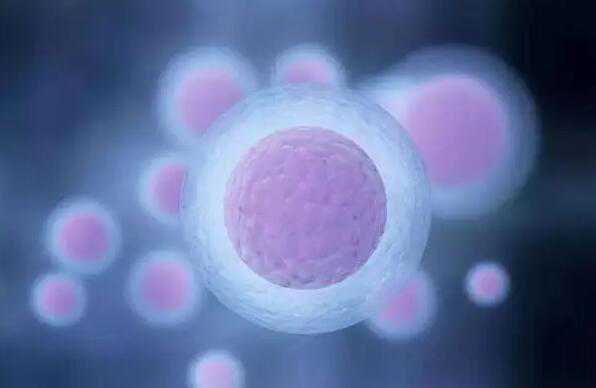 成都借卵子生娃 成都三胎政策最新消息 ‘彩超胚胎42*32*42是男是女?’