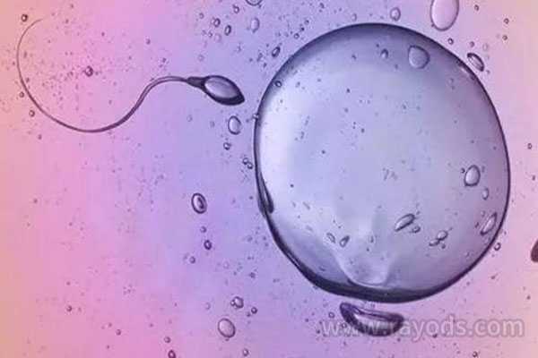 玉树代孕产子包成功_三明助孕医院提醒做泰国试管婴儿前怎么预测取卵的质量